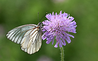 Black-veined White (Aporia crataegi)